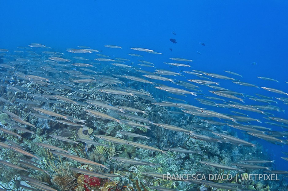 A school of southern sennet (*Sphyreana picudilla*) fly along a deep seamount at Cayos Cuchinos.