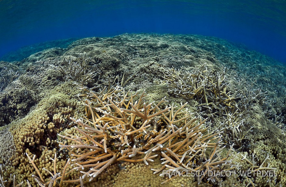 Pristine and expansive hard coral coverage is found Cordelia Banks on the south side of the island. Yellow Pencil Coral (*Madracis mirabilis*) and Staghorn Coral (*Acropora cervicornis*) are pictured here.