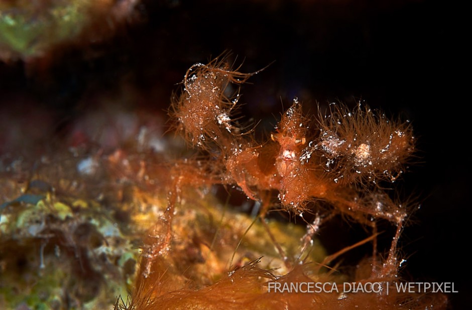 A neck crab (*Podochela sp*.) blends perfectly with algae in its habitat and is a good represetntation of the diversity of macro life on Roatan.