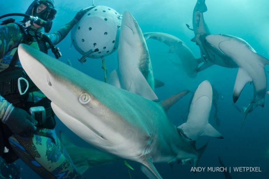 Walter Bernardis is one of the most experienced shark feeders in South Africa. Although his baited dives at Aliwal Shoal are officially tiger shark feeds, the encounters attract scores of oceanic blacktip (*Carcharhinus limbatus*) sharks .