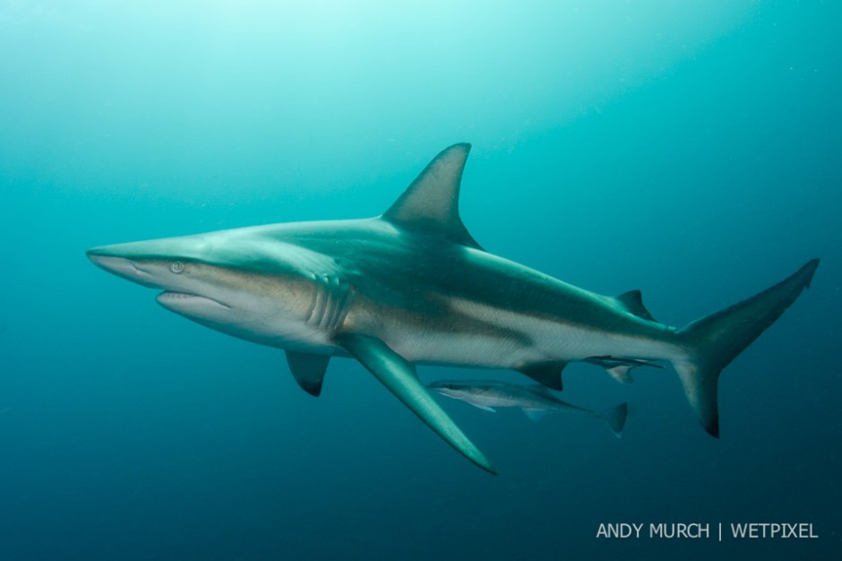 Blacktip Shark, *Carcharhinus limbatus*, Aliwal Shoal, Umkomaas, South Africa, Indian Ocean.