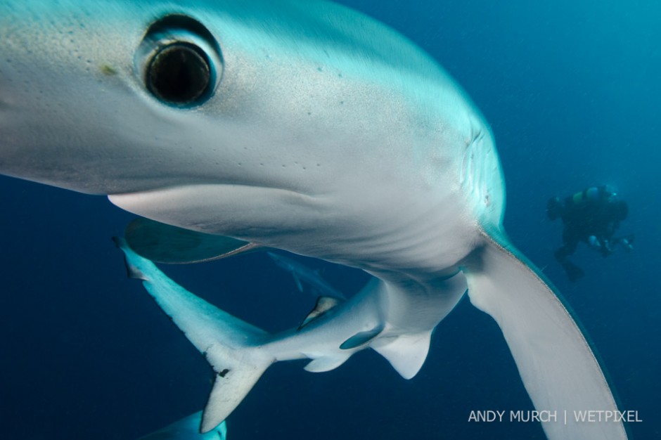 A Blue Shark slides past the camera during a pelagic drift on the Atlantic Coast of South Africa.