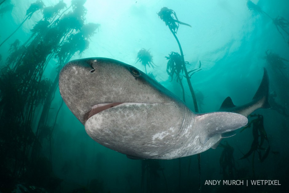 Broadnose sevengill sharks (*Notorynchus cepedianus*) have large complex eyes but they seem oblivious to the presence of divers until at very close range at which point they appear visibly startled.