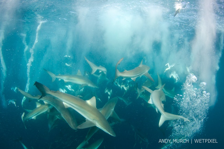 Although at first glance this may look like a throw away shot of diver bubbles, there were no scuba divers in the water this day. The entire effervescent scene was produced by the cavitation of diving cape gannets and bubbles released by predators.