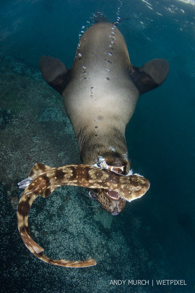 While diving off a small pinnacle inhabited by subadult Cape Fur Seals, I stumbled upon a game of frisbee where playful pinnipeds were tossing a dead catshark at one another underwater. I immediately thought of the many seal predations at False Bay.