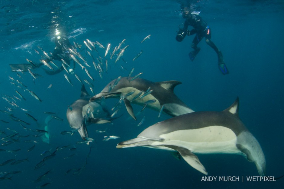 Common dolphins feeding on the remains of a sardine bait ball. Sardine Run, Port Saint Johns, Wild Coast, South Africa.