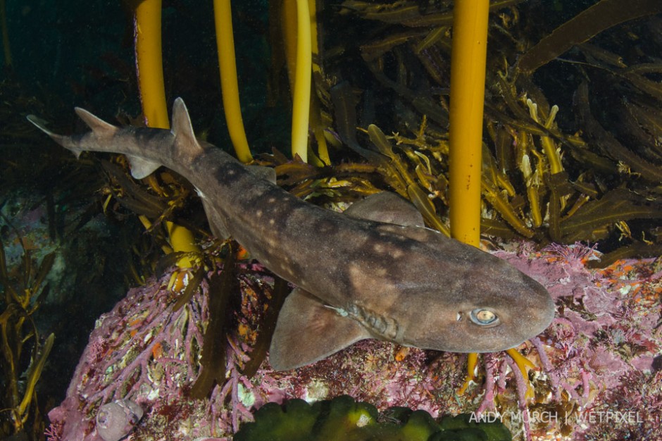 Dark Shyshark, *Haploblepharus pictus*, Millers point, Simons Town, False Bay, South Africa.