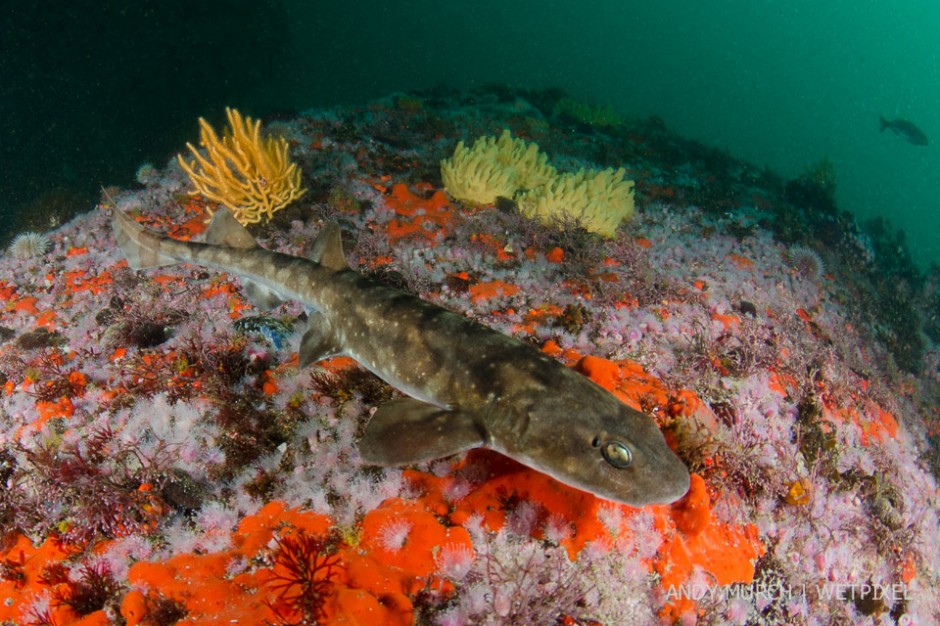 Dark Shyshark, *Haploblepharus pictus*, Millers point, Simons Town, False Bay, South Africa.