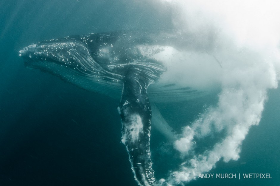 A young humpback whale sends off a stream of bubbles from his flukes as I swim within arms reach off East London. The humpback whale migration coincides with the Sardine Run each year but the humpbacks have no interest in the sardines themselves. 