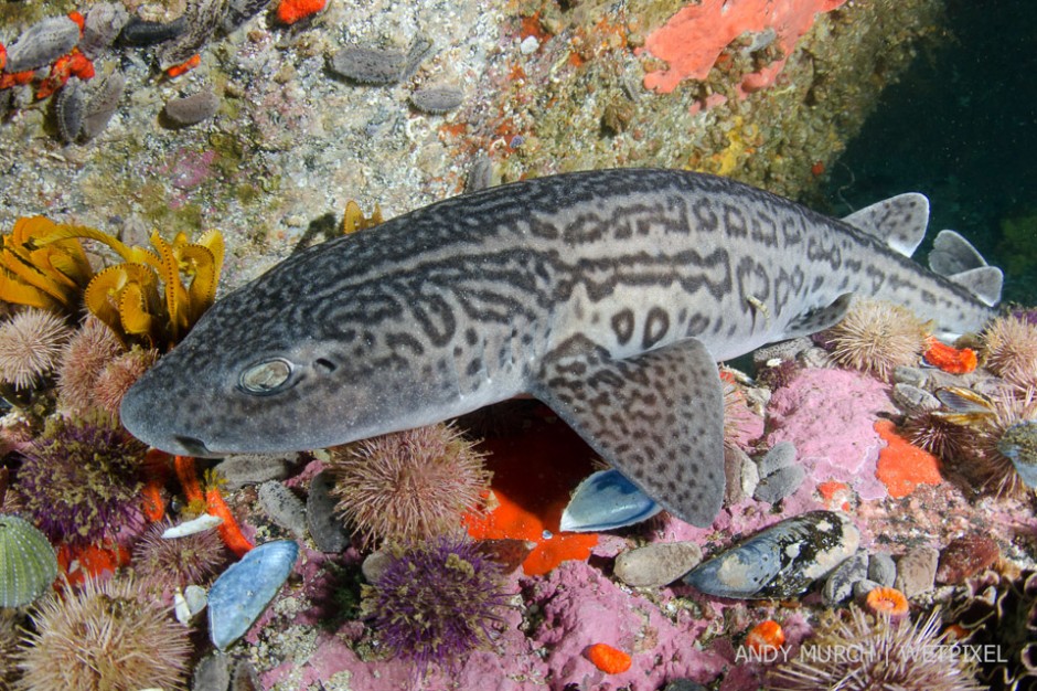 Leopard Catshark, *Poroderma pantherinum*, Simons Town, Cape Town, South Africa, Atlantic Ocean.