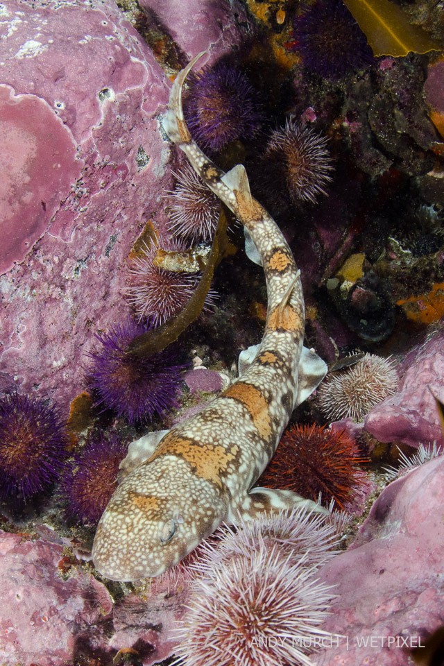 Puffadder Shyshark, *Haploblepharus edwardsii*, Simon's Town, Cape Town, Cape Province, South Africa.