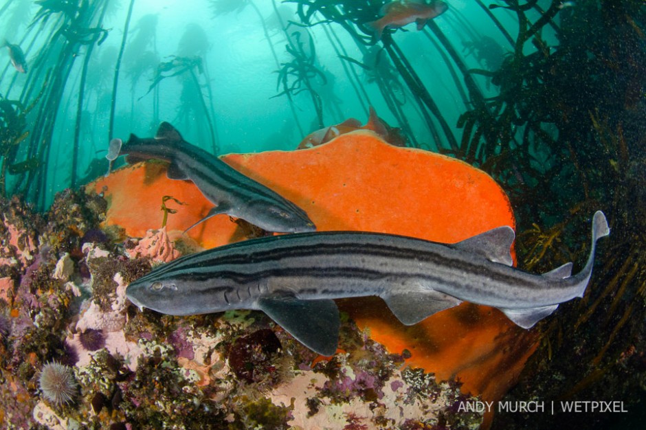 Pyjama Shark, lined catshark, *Poroderma africanum*, Miller's Point, Simon's Town, Cape Province, South Africa.