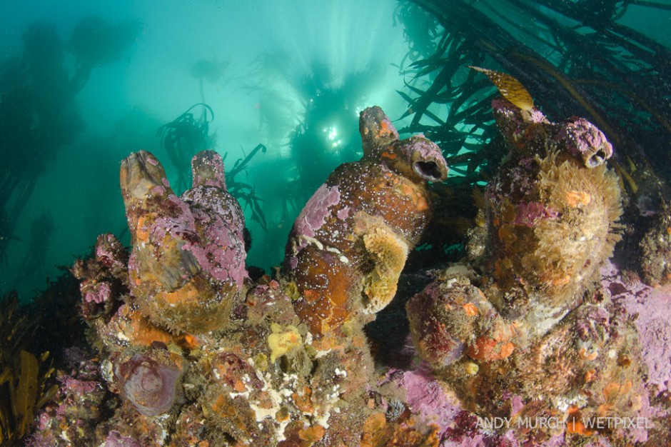 Huge leathery tunicates cement themselves to the surge swept tops of the rocks at Boulders Beach. Simon's Town False Bay, South Africa.