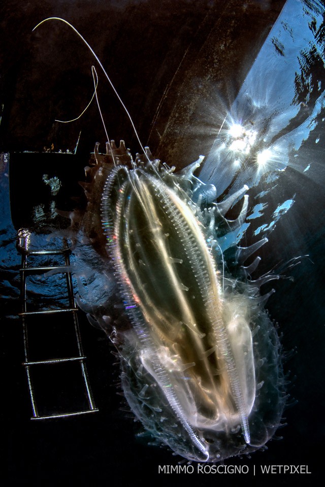 A comb jelly (*Leucothea multicornis*) carried by the current, Baia di Mitigliano, Massalubrense, Sorrento.