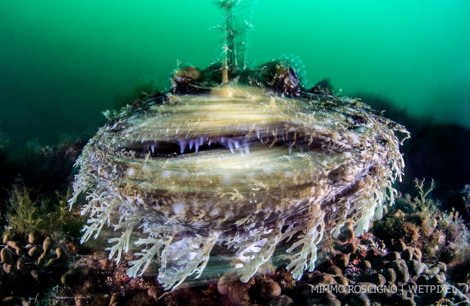 The rapid movement of an angler (*Lophius piscatorius*) who turns away from my goal, Puolo,Sorrento, Napoli.