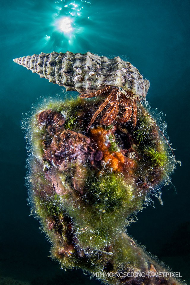 A small (3 cm) hermit crab (*Dardanus arrossor*) laboriously scale the wall of a rusty scrap, Puolo, Sorrento, Napoli.