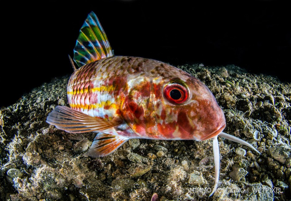 A striped red mullet (*Mullus surmuletus*), Puolo, Sorrento.