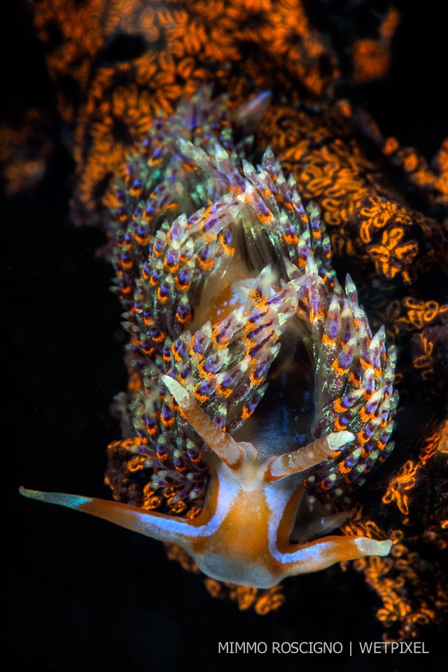 The godiva (*Godiva quadricolor*) is definitely one of the most beautiful nudibranchs of the Mediterranean Sea, photographed here on a colonial ascidian (*Botrilloides violaceus*), Baia, Napoli.