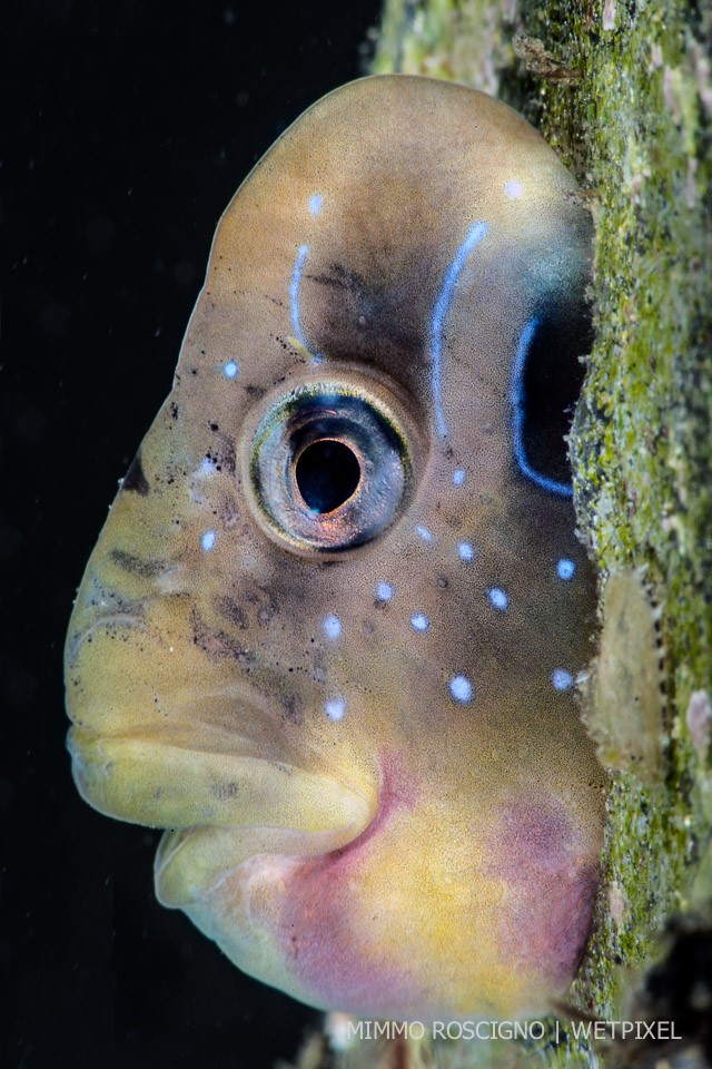 Male peacock blenny (*Salaria pavo*), Bacoli, Napoli.