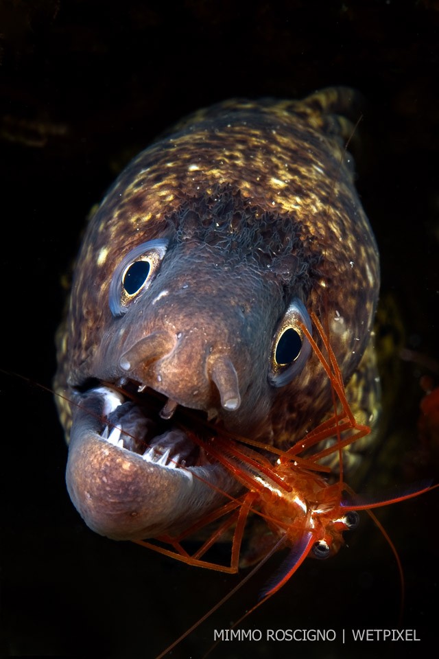 A shrimp (*Lysmata seticaudata*) cleans the jaws of a moray eel Mediterranean (*Muraena helena*),Mitigliano, Sorrento, Gulf of Napoli.