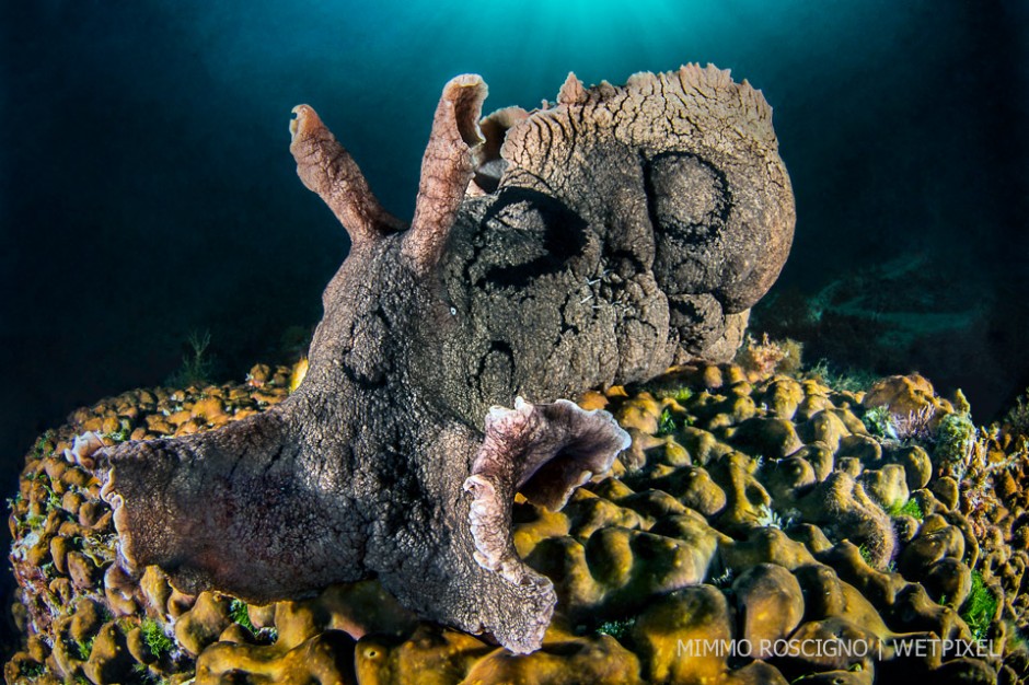 This aplisia (*Aplisia dactylomela*) is an alien species from the Atlantic is now very numerous in the Mediterranean Sea and is very large compared to the endemic species. Puolo, Sorrento, Gulf of Napoli.