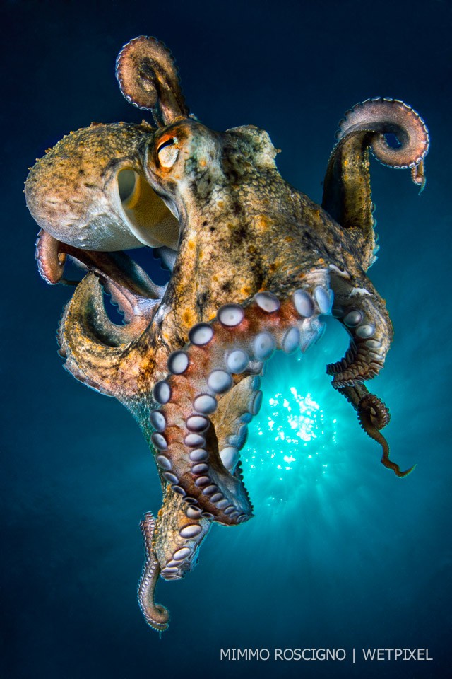 An octopus (*Octopus vulgaris*)  released by my friend from a fish trap, in mid water. Punta Campanella,Sorrento.