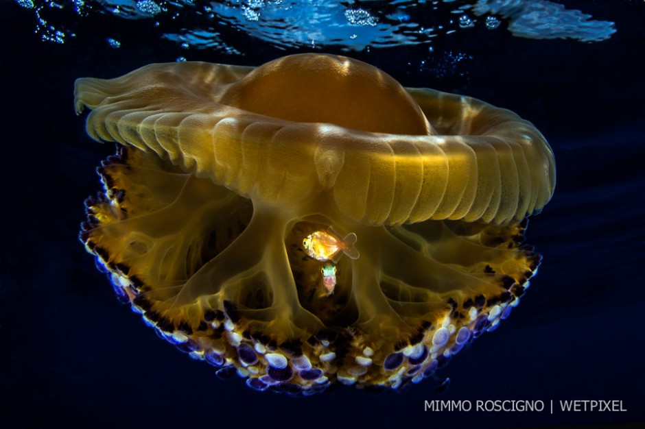 Atlantic horse mackerel (*Trachurus trachurus*) in a fried egg jellyfish (*Cotylorhiza tuberculata*), Procida, Napoli.