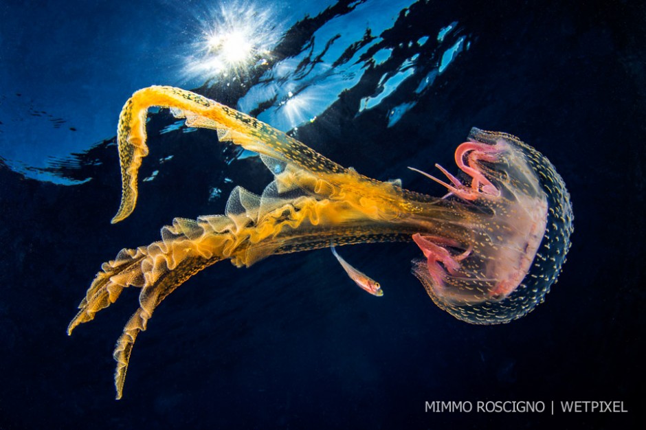 A very young mauve stinger (*Pelagia noctiluca*) is accompanied by an equally young specimen of horse mackerel (*Trachurus trachurus*), Massalubrense, Sorrento.