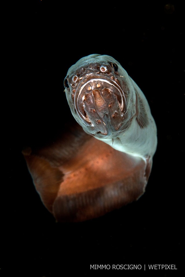 A black Brotula (*Oligopus ater*),  a primitive fish that lives only in the darkness of the caves or in deep waters, Mitigliano Cave, Sorrento, Gulf of Napoli.