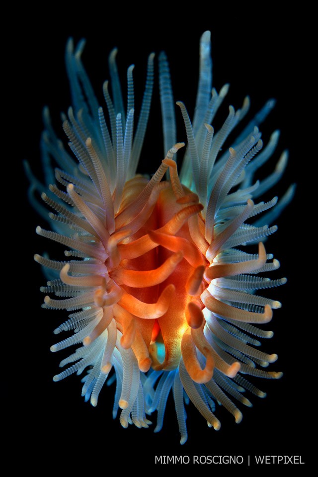 A flame shell (*Lima hyans*) swims by pumping water with the movement of the valve, Puolo, Sorrento, Napoli.