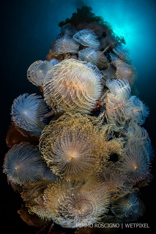 A lifeline for the anchorage of vessels, completely colonized by a large colony of worms (*Sabella spallanzanii*), that with the oral appendages everted, feed on microscopic organisms transported by currents, Sorrento,Napoli.