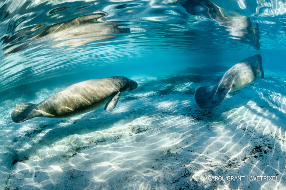 Manatee movement.