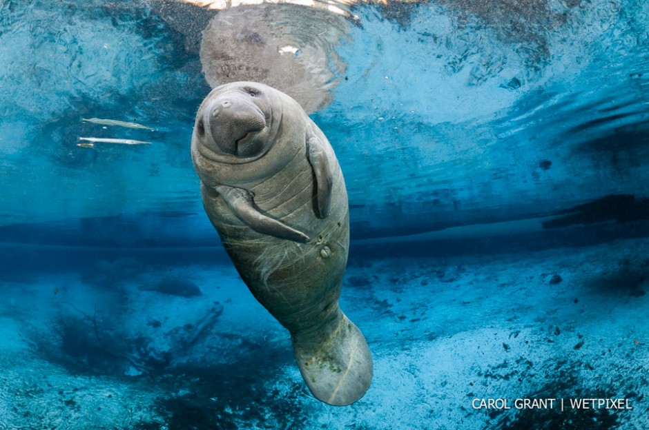 Little boy blue manatee.