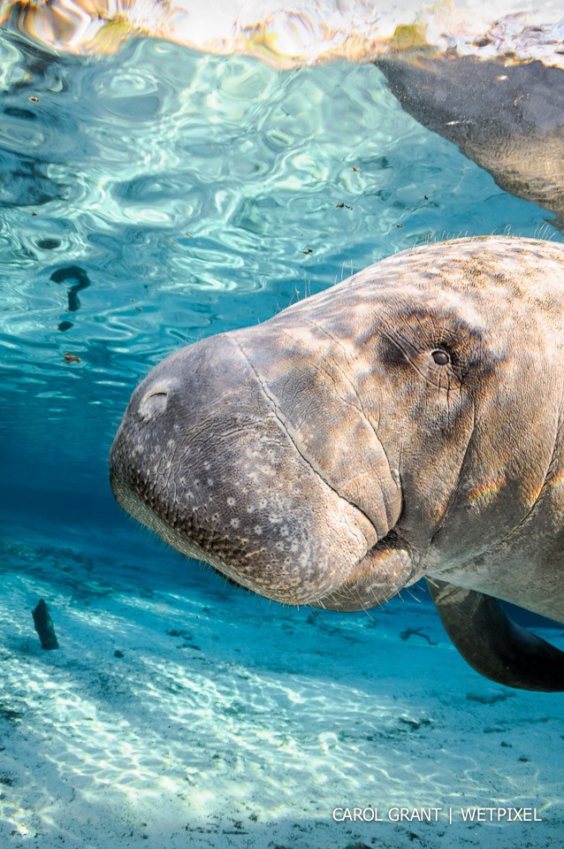 Manatee question mark.