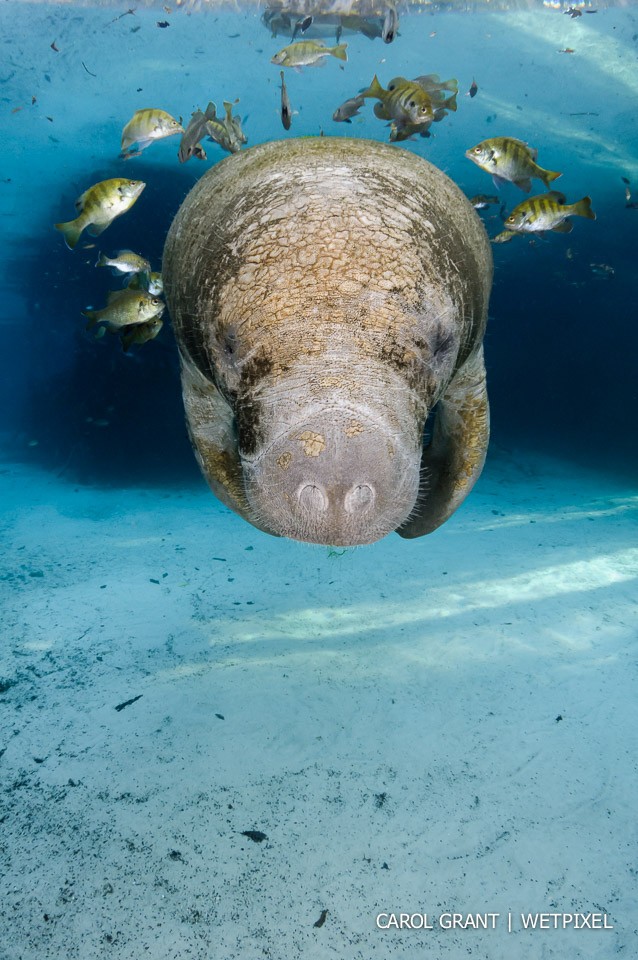 Manatee calf and bream symmetry.