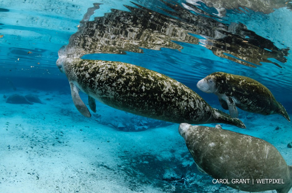 Manatee mother and calf swim over springs.