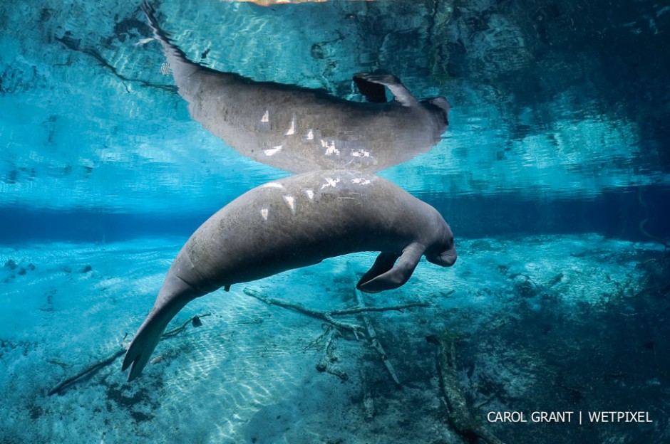 Reflections on manatee scars.