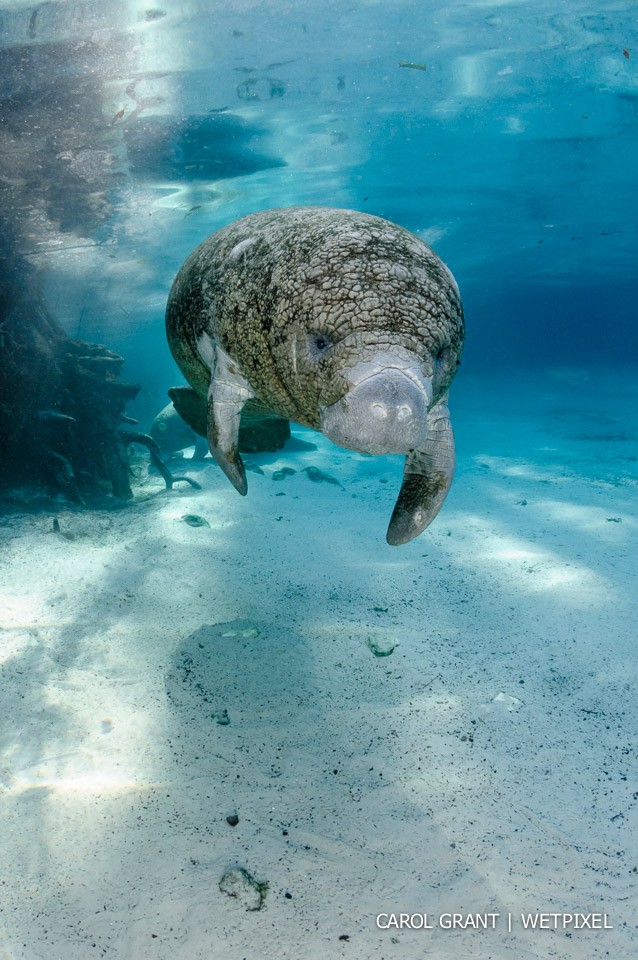 Manatee calf with sun rays.