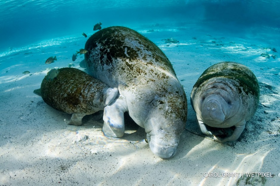 Manatee mother nurses adoptee while her own calf waits its turn.