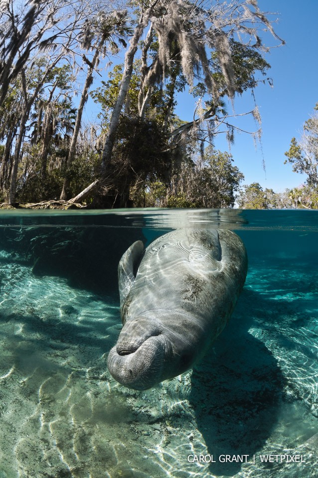 Upside down manatee mermaid.