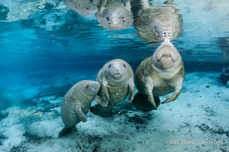 Two manatee calf buddies and mom.