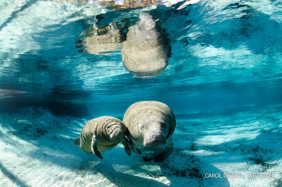 Manatee mother and calf in sunlight.