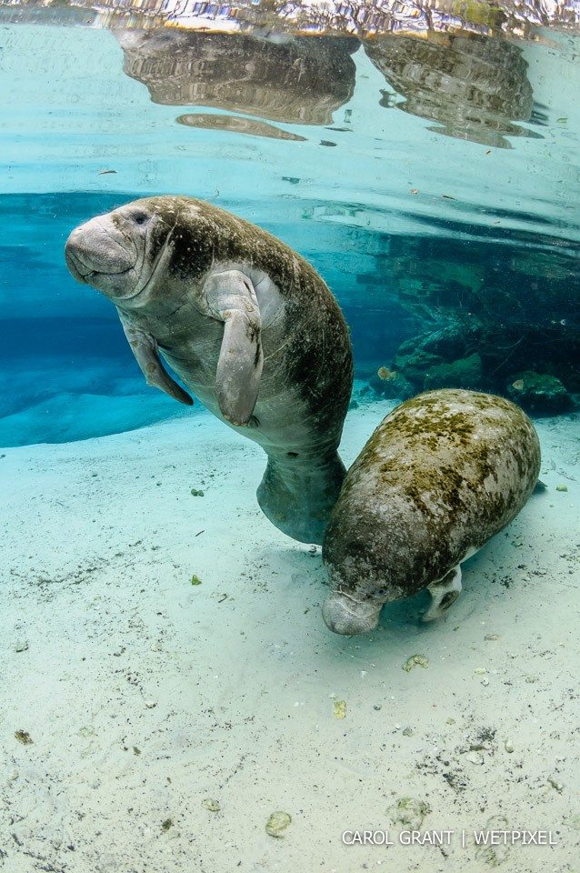 Manatee rising.