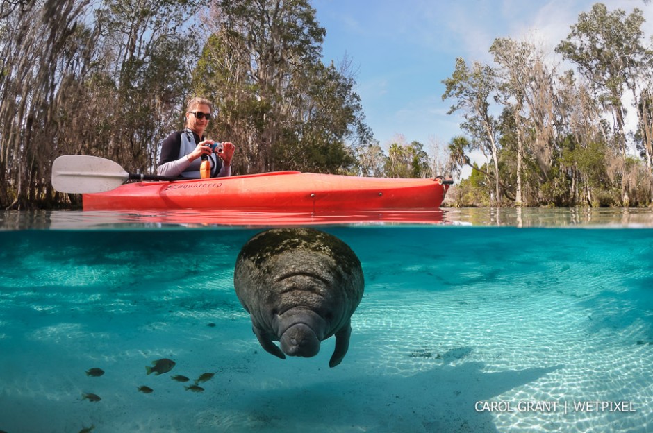 Manatee volunteer photo ID's calf.