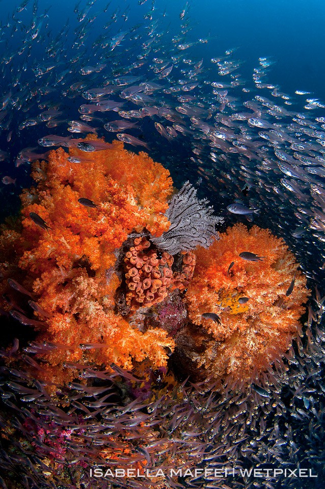 "Ocean Heart" was taken in dive site for me the most beautiful of Mergui's islands . "In the middle" is a shoal between McLeod Island and an adjacent island, with strong currents from 15 m to a max depth of 50 m. 