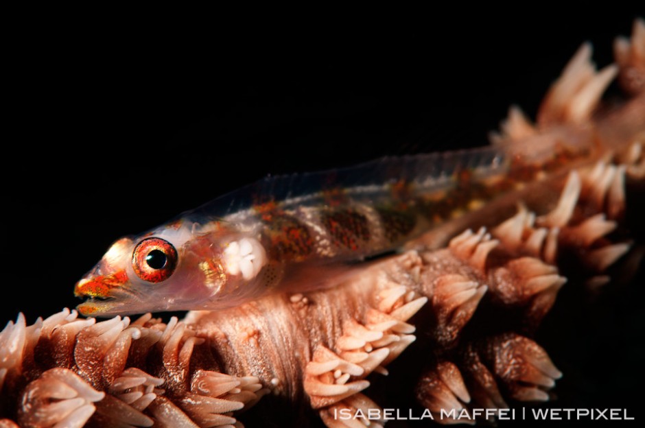 Soft corals are full of life. This little goby who lives on the whip coral, spend all his time close to the coral.