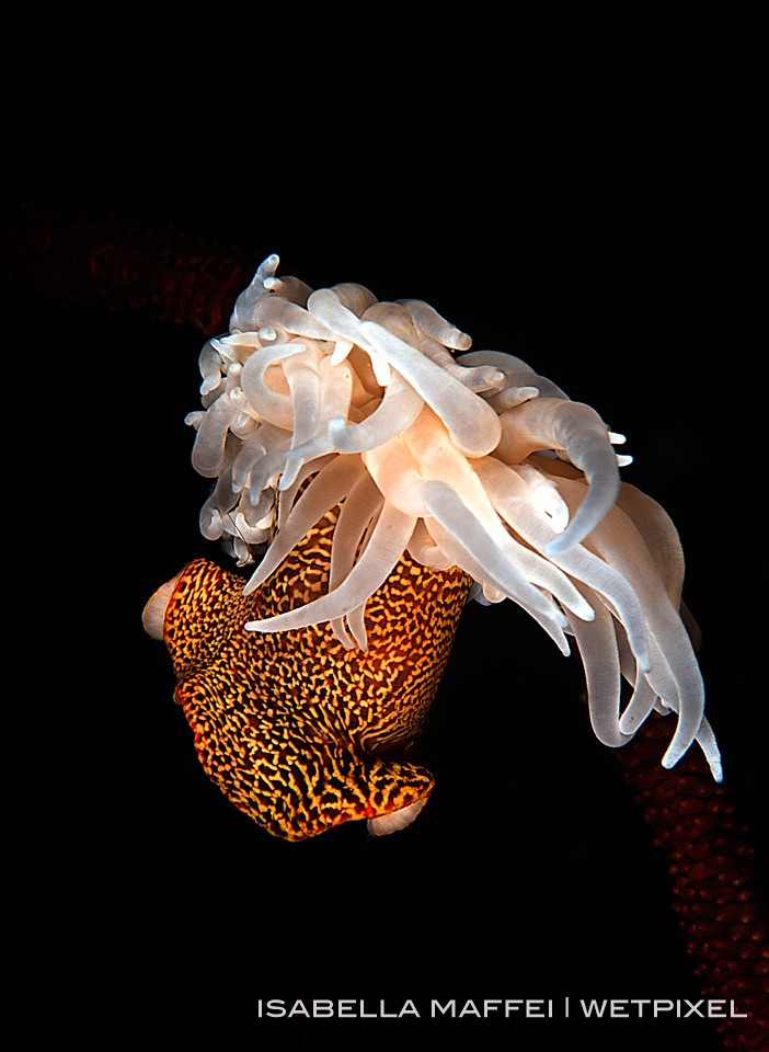 Strong currents stir the shallow waters of McLeod Island. This stray anemone has found a toehold in coral whip by opposing the strong current.