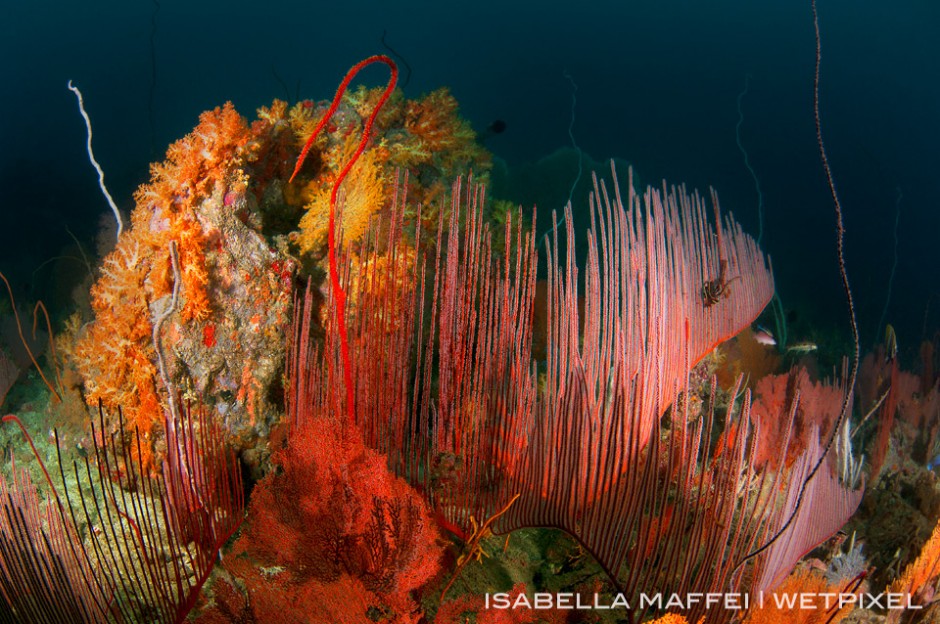 Gorgonians and soft corals seems painted on the blue background of "In The Middle" reef.