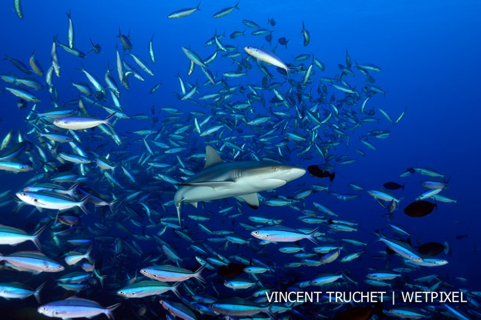 Grey reef shark (*Carcharhinus amblyrhinchos*)I took this picture during the grouper spawning. When the grouper release the eggs, thousands of fusiliers came to eat them. During this chaos the shark was trying to catch some fish.