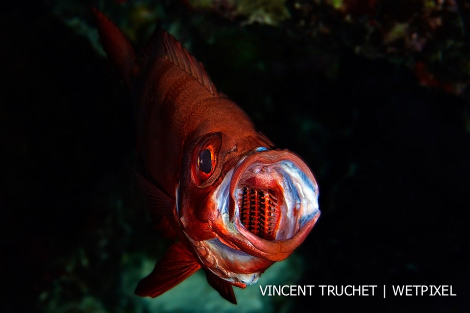 Glass eye fish (*Heteropriacanthus cruentatus*) I like to capture pictures of fish with their mouths open. You have to wait often a long time and shoot at the right time. 